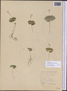 Neottia puberula var. puberula, Siberia, Russian Far East (S6) (Russia)