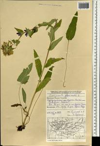 Campanula glomerata L., Mongolia (MONG) (Mongolia)
