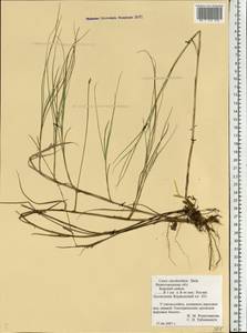 Carex chordorrhiza L.f., Eastern Europe, Volga-Kama region (E7) (Russia)