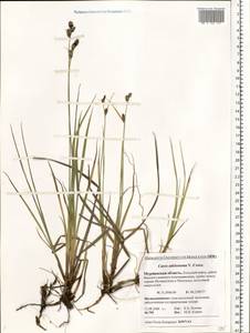 Carex adelostoma V.I.Krecz., Eastern Europe, Northern region (E1) (Russia)