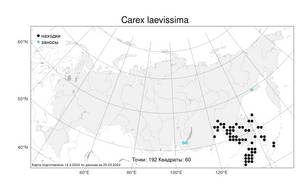 Carex laevissima Nakai, Atlas of the Russian Flora (FLORUS) (Russia)