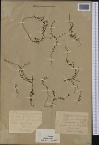 Vaccinium microcarpum (Turcz. ex Rupr.) Schmalh. ex Busch, Siberia, Western Siberia (S1) (Russia)