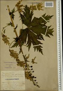 Aconitum orientale Mill., Caucasus, Azerbaijan (K6) (Azerbaijan)