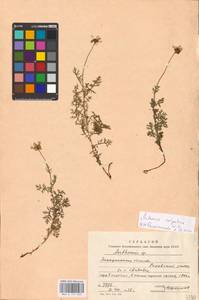 Anthemis cretica subsp. carpatica (Willd.) Grierson, Eastern Europe, West Ukrainian region (E13) (Ukraine)