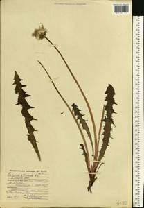 Taraxacum officinale Weber ex Wiggins, Eastern Europe, Northern region (E1) (Russia)
