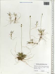 Tofieldia pusilla (Michx.) Pers., Eastern Europe, Northern region (E1) (Russia)