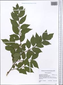 Ulmus pumila L., Middle Asia, Northern & Central Tian Shan (M4) (Kyrgyzstan)