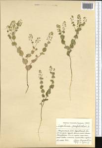 Lepidium perfoliatum L., Middle Asia, Caspian Ustyurt & Northern Aralia (M8) (Kazakhstan)