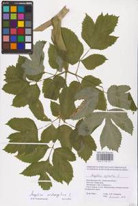 Angelica archangelica L., Eastern Europe, Central forest-and-steppe region (E6) (Russia)