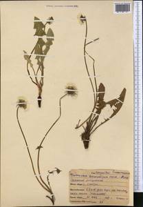 Taraxacum bessarabicum (Hornem.) Hand.-Mazz., Middle Asia, Northern & Central Kazakhstan (M10) (Kazakhstan)
