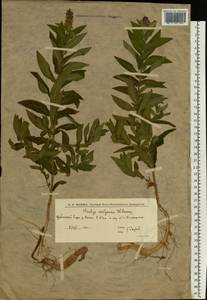 Stachys palustris L., Eastern Europe, Lower Volga region (E9) (Russia)