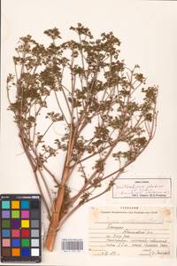 Xanthoselinum alsaticum (L.) Schur, Eastern Europe, Eastern region (E10) (Russia)