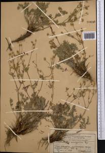 Potentilla soongarica Bunge, Middle Asia, Western Tian Shan & Karatau (M3) (Kazakhstan)