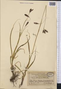 Carex atrofusca Schkuhr, Middle Asia, Western Tian Shan & Karatau (M3) (Kazakhstan)