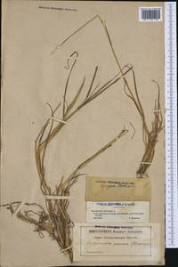 Bothriochloa ischaemum (L.) Keng, Western Europe (EUR) (France)