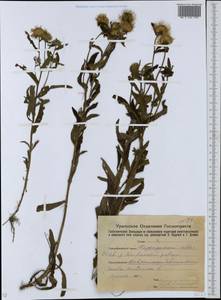Pentanema britannicum (L.) D.Gut.Larr., Santos-Vicente, Anderb., E.Rico & M.M.Mart.Ort., Eastern Europe, Eastern region (E10) (Russia)