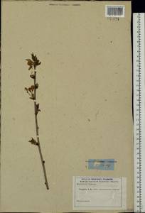 Prunus, Eastern Europe, Rostov Oblast (E12a) (Russia)