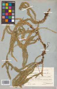 Spinulum annotinum subsp. annotinum, Siberia, Russian Far East (S6) (Russia)