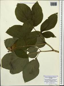 Paeonia wittmanniana Hartw. ex Lindl., Caucasus, Black Sea Shore (from Novorossiysk to Adler) (K3) (Russia)