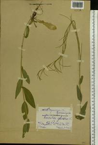 Turritis glabra L., Eastern Europe, Central forest-and-steppe region (E6) (Russia)