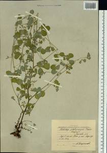 Medicago platycarpos (L.) Trautv., Siberia, Yakutia (S5) (Russia)