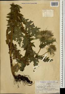 Cirsium obvallatum (M. Bieb.) M. Bieb., Caucasus, Dagestan (K2) (Russia)