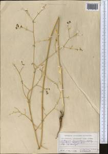 Galagania fragrantissima Lipsky, Middle Asia, Pamir & Pamiro-Alai (M2) (Uzbekistan)