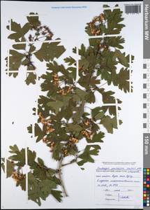 Crataegus pentagyna Waldst. & Kit. ex Willd., Caucasus, Black Sea Shore (from Novorossiysk to Adler) (K3) (Russia)