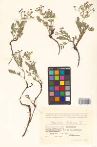 Sibbaldianthe bifurca (L.) Kurtto & T. Erikss., Eastern Europe, Lower Volga region (E9) (Russia)