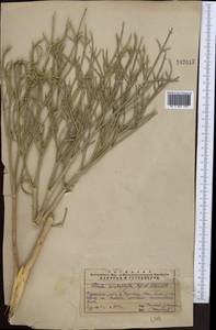 Ferula ceratophylla Regel & Schmalh., Middle Asia, Western Tian Shan & Karatau (M3) (Kazakhstan)