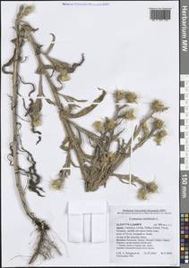 Centaurea solstitialis L., Western Europe (EUR) (Spain)