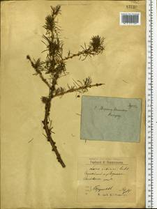 Larix sibirica Ledeb., Eastern Europe, Northern region (E1) (Russia)