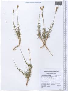 Silene brahuica Boiss., Middle Asia, Pamir & Pamiro-Alai (M2) (Kyrgyzstan)