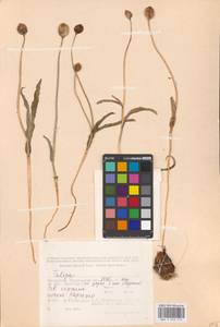 Tulipa, Middle Asia, Caspian Ustyurt & Northern Aralia (M8) (Kazakhstan)