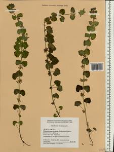 Glechoma hederacea L., Eastern Europe, Central forest-and-steppe region (E6) (Russia)