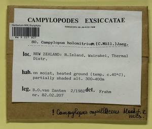 Campylopodium capillaceum (Hook. f. & Wilson) Fife, Bryophytes, Bryophytes - Australia & New Zealand (BAu) (New Zealand)