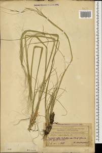 Stipa capillata L., Caucasus, Azerbaijan (K6) (Azerbaijan)
