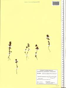 Euphrasia hyperborea Joerger, Siberia, Central Siberia (S3) (Russia)