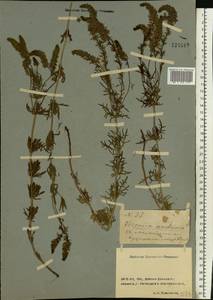 Veronica austriaca subsp. dentata (F. W. Schmidt) Watzl, Eastern Europe, Rostov Oblast (E12a) (Russia)