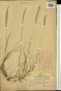 Koeleria pyramidata (Lam.) P.Beauv., Eastern Europe, South Ukrainian region (E12) (Ukraine)