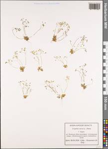 Draba verna L., Eastern Europe, Central forest-and-steppe region (E6) (Russia)