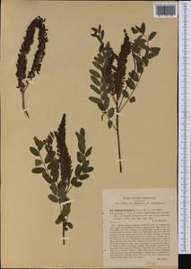 Amorpha fruticosa L., Western Europe (EUR) (Italy)