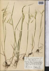 Avena fatua L., Middle Asia, Western Tian Shan & Karatau (M3) (Uzbekistan)