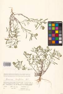 Meniocus linifolius (Stephan ex Willd.) DC., Eastern Europe, Lower Volga region (E9) (Russia)