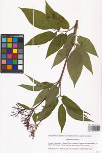 Sambucus ebulus L., Eastern Europe, Moscow region (E4a) (Russia)