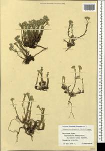 Minuartia glomerata (M. Bieb.) Degen, Crimea (KRYM) (Russia)