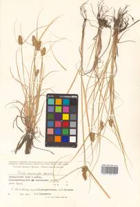 Carex neurocarpa Maxim., Siberia, Russian Far East (S6) (Russia)