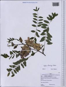 Robinia viscosa var. hartwigii (Koehne)Ashe, Eastern Europe, Western region (E3) (Russia)