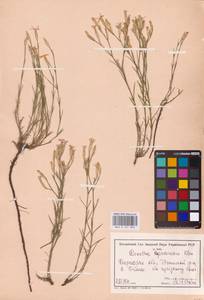 Dianthus carbonatus Klokov, Eastern Europe, North Ukrainian region (E11) (Ukraine)