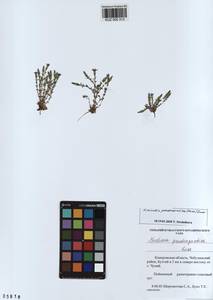 KUZ 000 313, Gentiana pseudoaquatica Kuzn., Siberia, Altai & Sayany Mountains (S2) (Russia)